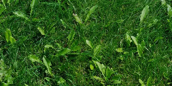 Weeds